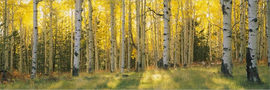 Panoramic Photography | Aspen Trees in Coconino National Forest, Arizona, USA – Art Panoramic Photography Art